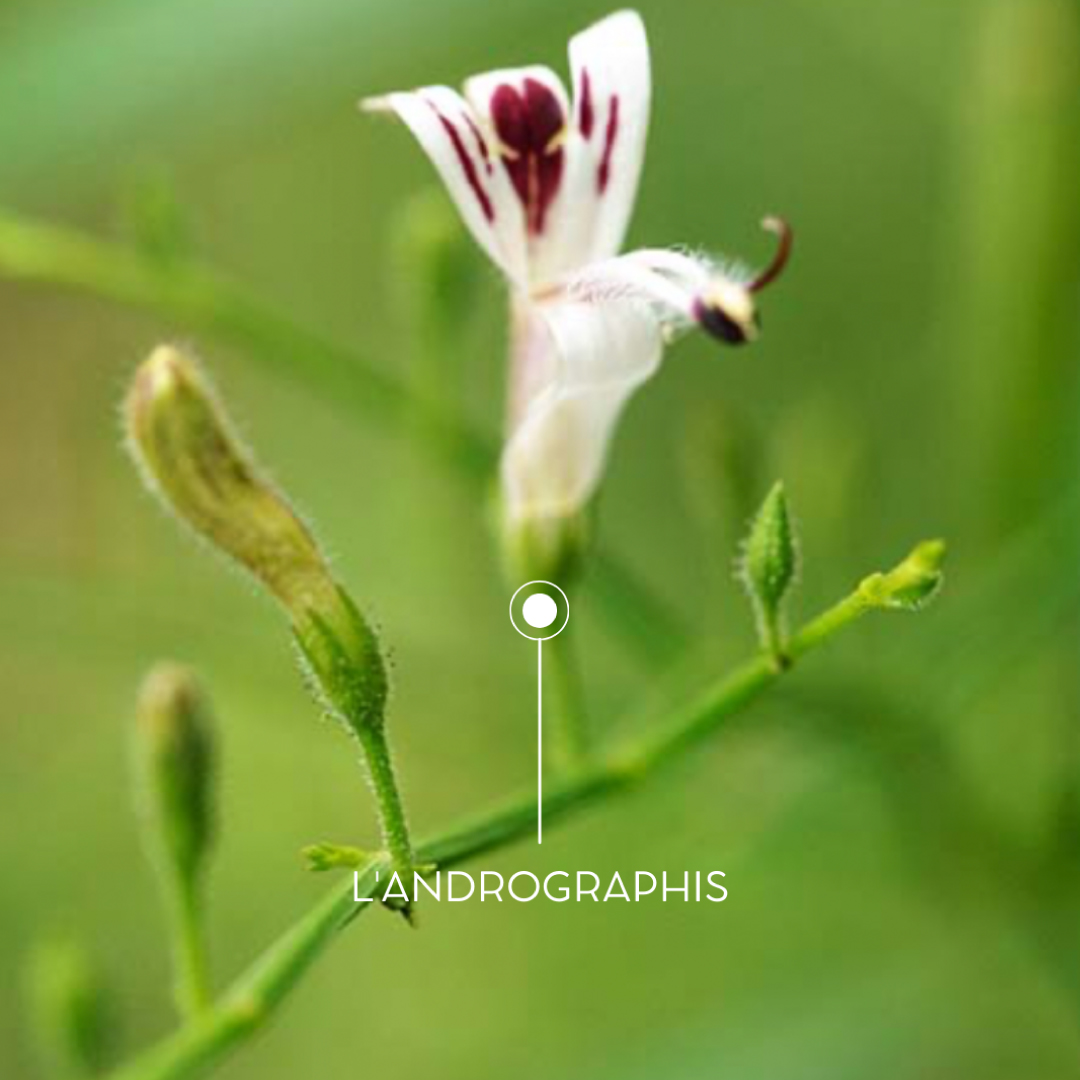 Actifs-plantes