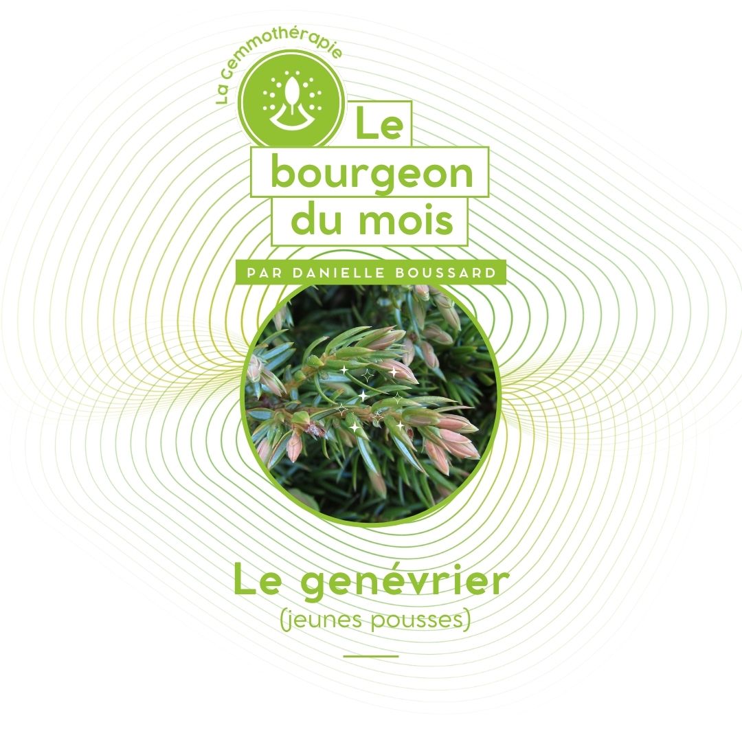 bourgeon du mois genevrier